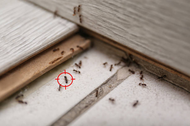 Best Cockroach Control Services  in Coleytown, CT