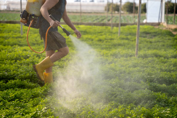 Wasp Removal Services in Coleytown, CT