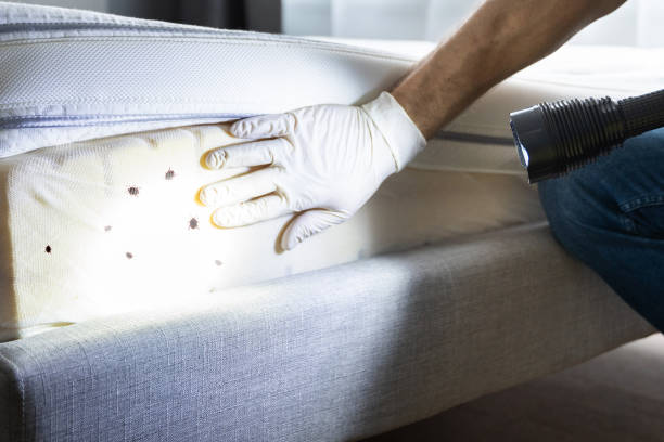 Best Pest Control Near Me  in Coleytown, CT